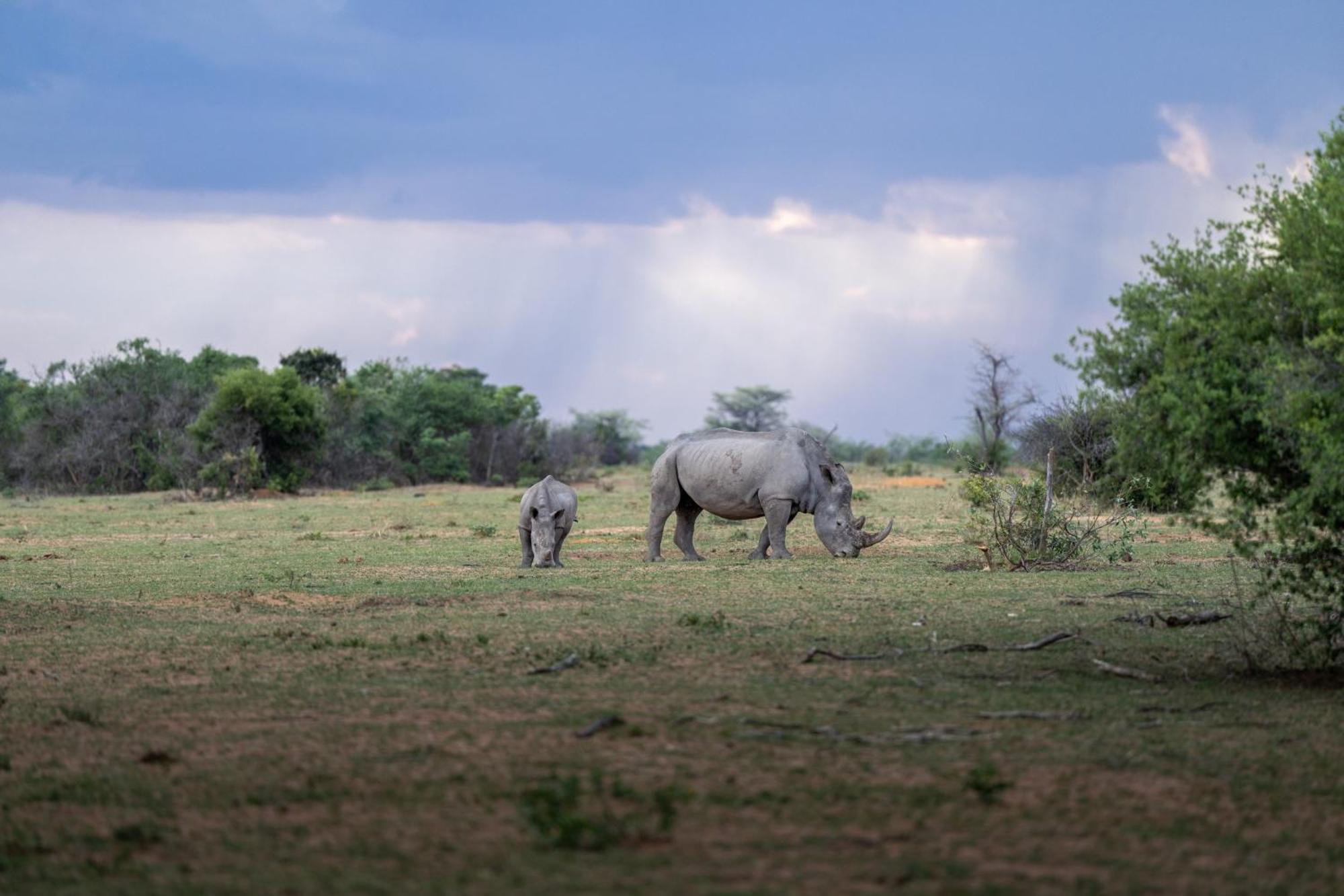 Sediba Luxury Safari Lodge Welgevonden Game Reserve Exterior photo