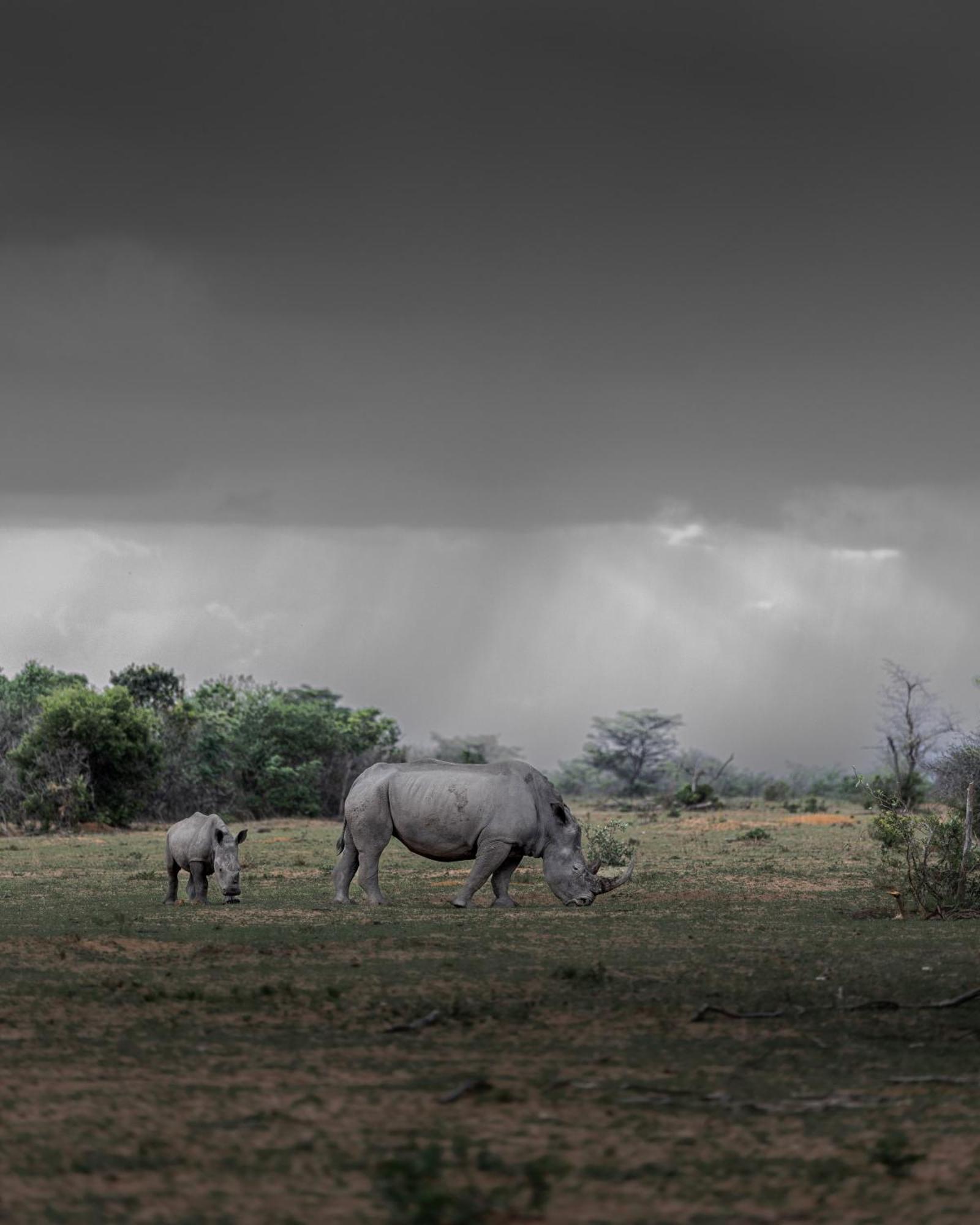 Sediba Luxury Safari Lodge Welgevonden Game Reserve Exterior photo