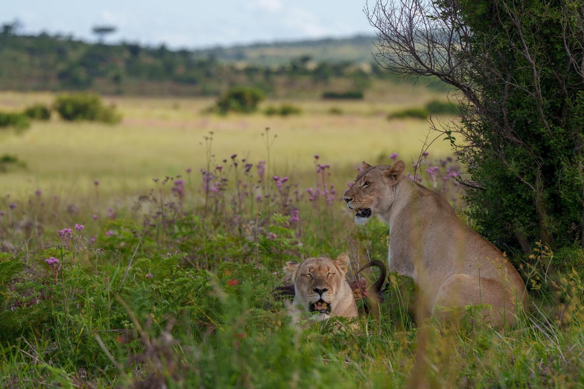 Sediba Luxury Safari Lodge Welgevonden Game Reserve Exterior photo