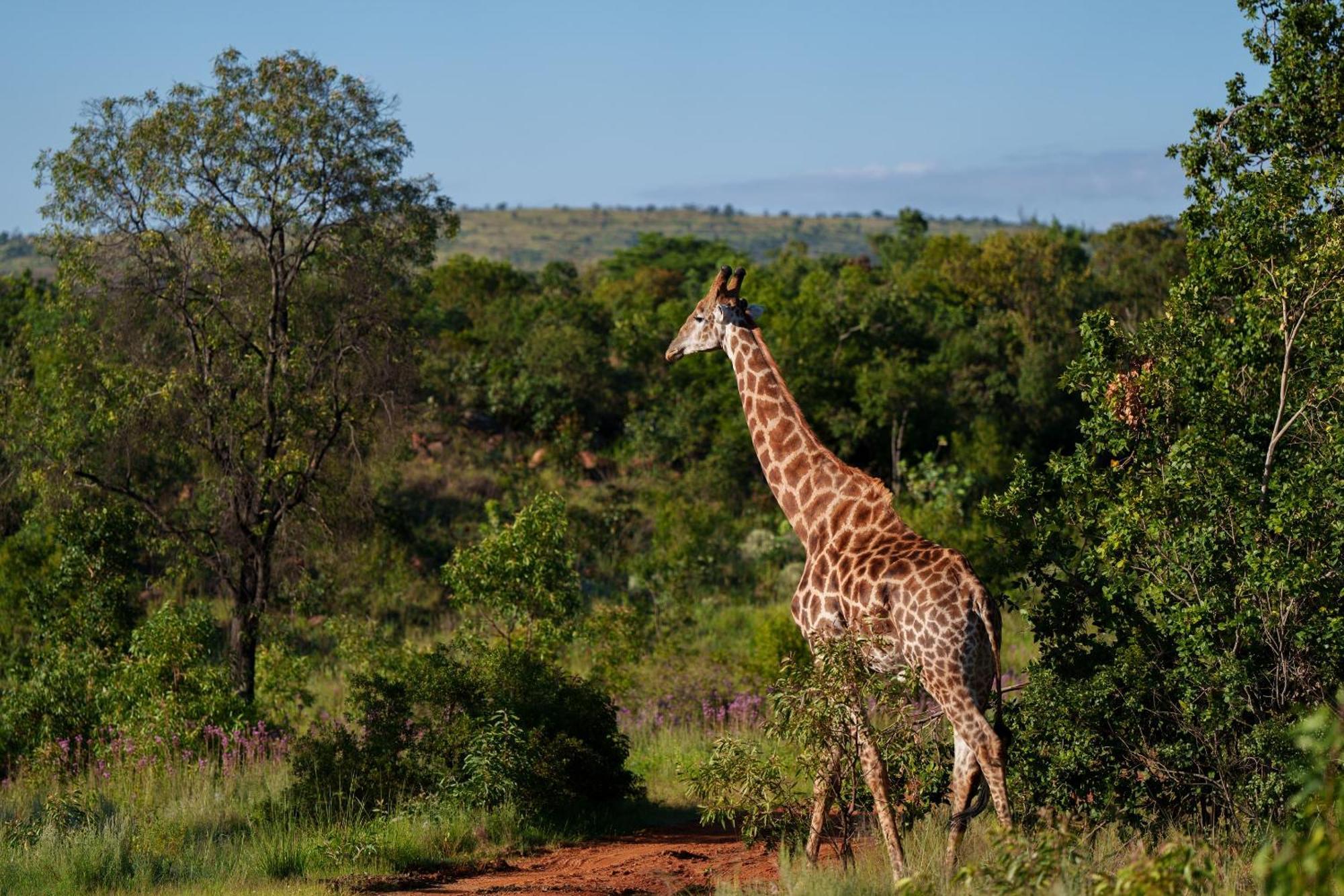 Sediba Luxury Safari Lodge Welgevonden Game Reserve Exterior photo